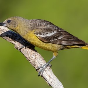 0861 Ash Canyon, AZ-Scott's Oriole (F).jpg