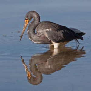 12-17-10 Fort DeSoto 26.jpg