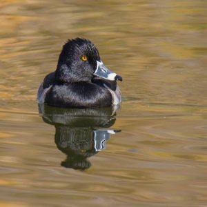 4868 Lake Las Vegas, NV-M Ring Necked Duck.jpg