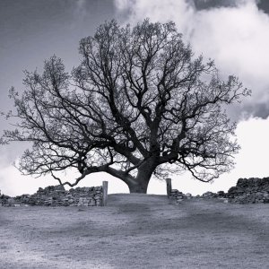 Oak.jpg