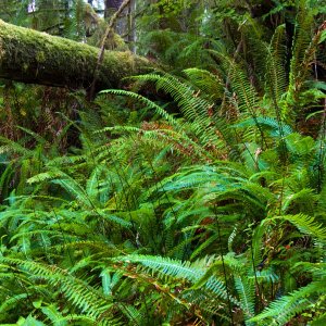 1554 Quinault Rain Forest, WA.jpg
