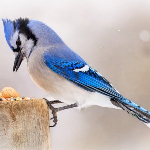 blue jay (1 of 1)-5.jpg