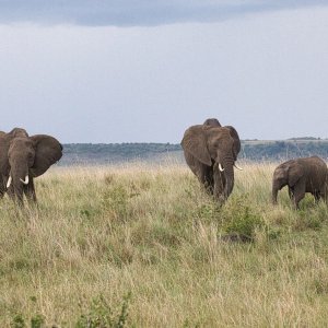 Media 'JRMO1292.jpg' in category 'Wildlife'