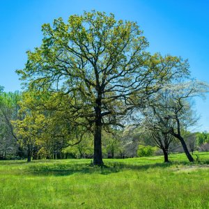 Sony A7R2 Leica Elmarit-R 35F2.8 DSC02122-s.jpg