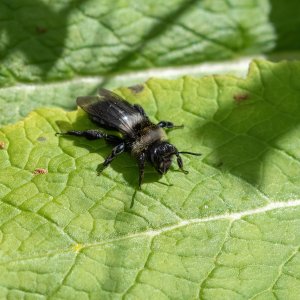 Media 'Ashy Mining Bee.jpg' in category 'Macro'