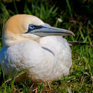 Northern gannet.jpg