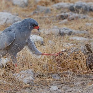 Etosha 2415624.jpg