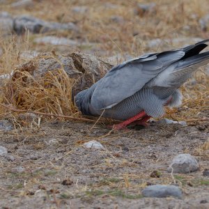 Etosha 2415634.jpg