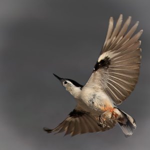 nuthatch (1 of 1).jpg