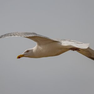 R52J9958_DxO.jpg