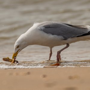 R52J9968_DxO.jpg
