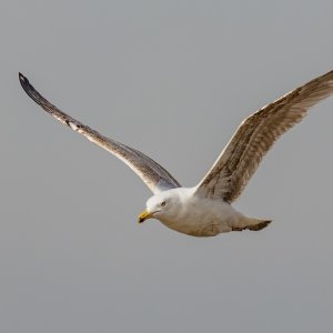 R52J0566_DxO.jpg