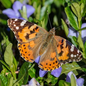 PaintedLady-240415.jpg