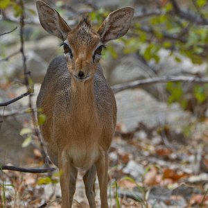 Etosha 2416409.jpg