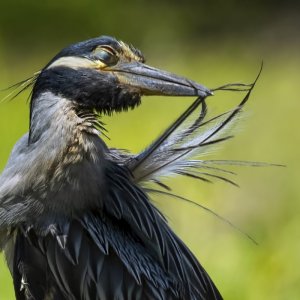 night heron 096A7995.jpg