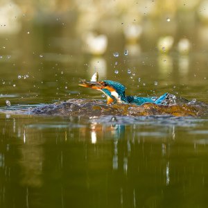 16_04_2024_Kingfishers_0265 FB.jpg