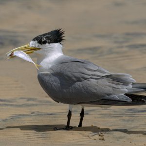 20240129_Birds_InskipPt_Pippan_55.jpg