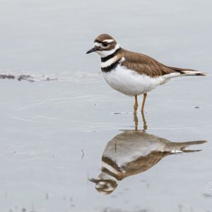 R7_C1581 Killdeer.jpg
