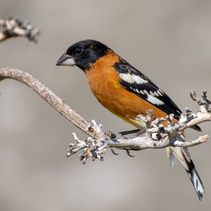 1360 Ash Canyon, AZ-Black-headed Grosbeak (M).jpg