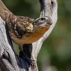1365 Ash Canyon, AZ-Black-headed Grosbeak (F).jpg