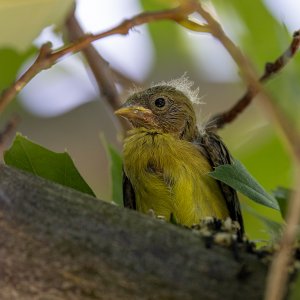 LEGOFledgling-230828.jpg