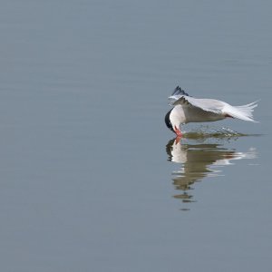 20240510EOS R5464299-CR3-DPXD2.jpg