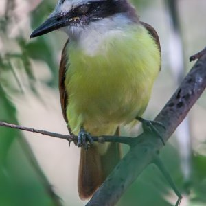 4167 Santa Ana NWR, TX.jpg