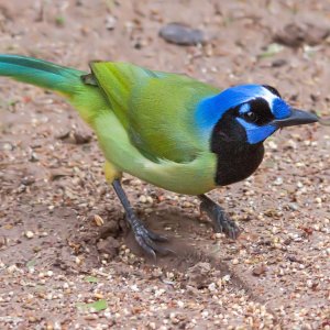 4048 Laguna Atascosa NWR, TX.jpg