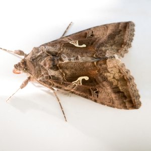 Media 'Silver Y.jpg' in category 'Macro'