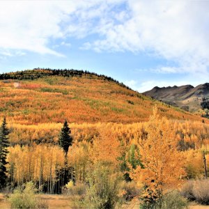 Colorado gold resized 2.jpg