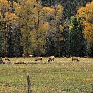 Colorado elk resized.jpg