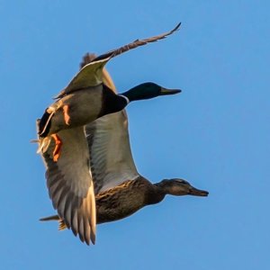 Media 'D I F.jpg' in category 'Birds'