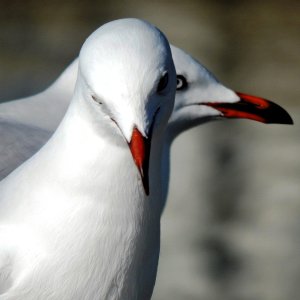 Silver Gull 1.jpg