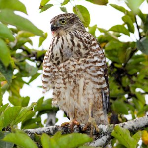 W Brown Goshawk 3.JPG