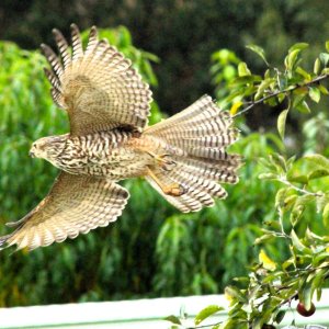W Brown Goshawk.JPG