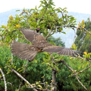 W Brown Goshawk 4.JPG