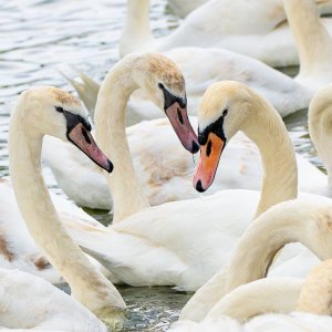 Swans (2).jpg