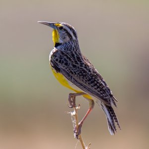 0550 Longmont, CO-Western Meadowlark.jpg