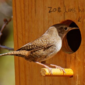 0427 Sugarite Canyon S P, NM-House Wren.jpg