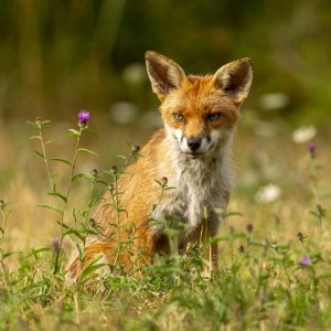 01_08_2022_Foxes in Essex_0058 potn.jpg
