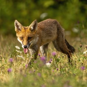 01_08_2022_Foxes in Essex_0086 potn.jpg