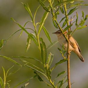 R51J9563_DxO.jpg