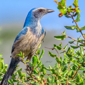 C20171224  Florida Scrub Jay (1 of 1).jpg