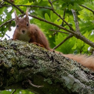 Red Squirrel.jpg