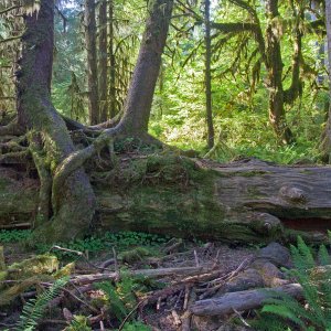 1473 Hoh Rain Forest, WA.jpg