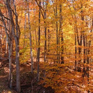 2826 Camp Creek, WV.jpg