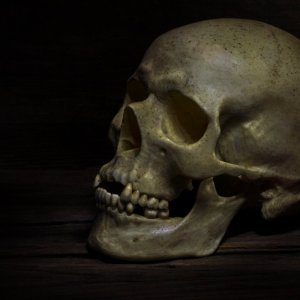 skull IMG_9876.jpg