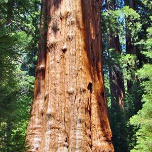 0514 Sequoia NP, Ca.JPG