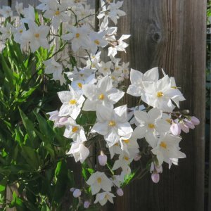 fenceflrsA6.22.24.jpg