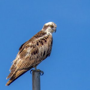 C20240222 Osprey  (1 of 1).jpg
